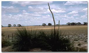 Photo: Sand plain in the Kaniva Region