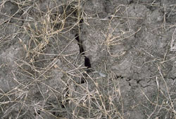 Image: WP4 surface cracks