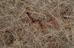 Image: WP5 surface cracks
