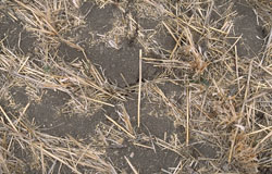 Image: WP6 surface cracks