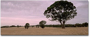 Photo: Yellow Gum Plain and Rise