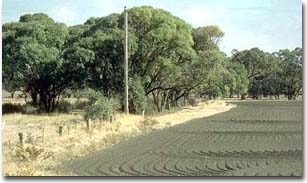 Black box - Eucalyptus Largiflorens