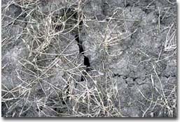 Coarse structured (epipedal) surface soil