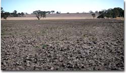 Grey Clay Plains