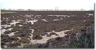 Saline Land