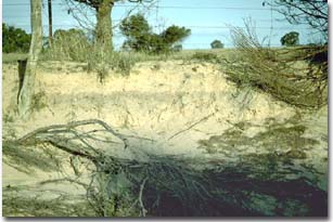 Netherby sandy road cutting