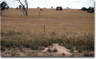 Gently undulating sand plain in the Propodollah area