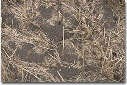 Self-mulching surface soil
