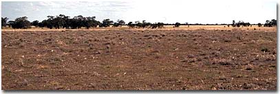 Site WP2 Landscape