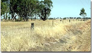 Road cutting in the Winiam area on a gently undulating rise