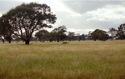 WLRA Landform Units Barton lava plains