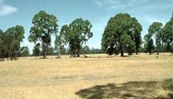 WLRA Landform Units Benayeo gilgai