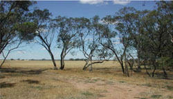 WLRA Landform Brim undulating rises