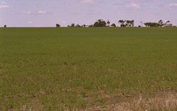 WLRA Landform Broughton undulating plain