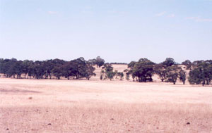 WLRA Landform Darragon rolling rises