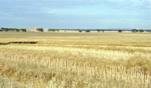WLRA Landform Darragon rolling rises