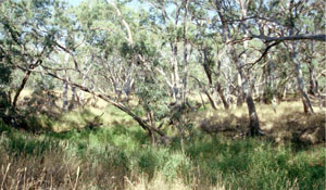 WLRA Landform Drung alluvial plain