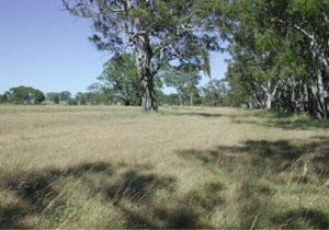 WLRA - soil pit GL164- landscape