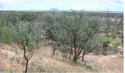 WLRA Landform Hindmarsh-Albacutya lunette