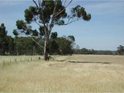 WLRA Landform Horsham South flat plain
