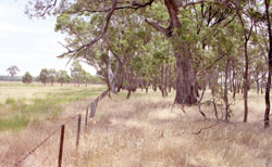 WLRA Landform Horsham South flat plain