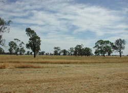 WLRA Landform Horsham South sand-clay plain
