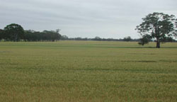 WLRA Landform Horsham South sand-clay plain