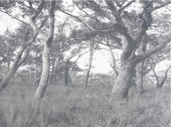 WLRA Landform Kanawinka sand sheets and dunes