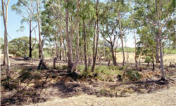 WLRA Landform Landsborough footslopes
