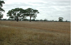 WLRA Landform Langkoop clay plains