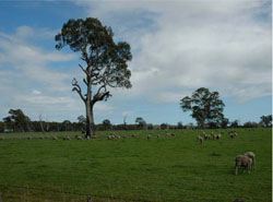 WLRA Landform Langkoop clay plains