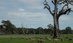 WLRA Landform Langkoop clay plains
