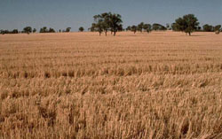 WLRA Landform Lillimur South clay plains
