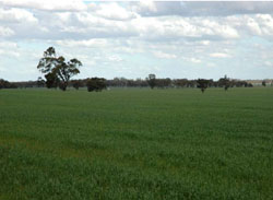 WLRA Landform Lillimur South clay plains