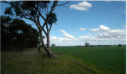 WLRA Landform Lillimur South clay plains