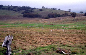 WLRA - soil pit LP82- landscape