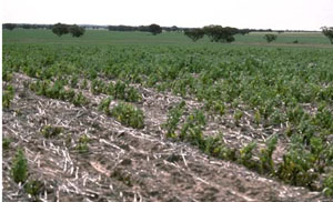 WLRA - soil pit LS24- landscape