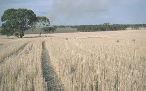 WLRA - soil pit LS2- landscape