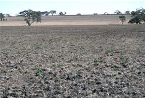 WLRA - soil pit LS6- landscape