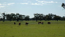 WLRA Landform Minimay plains