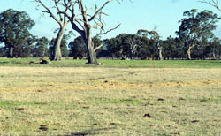WLRA Landform Mount William Creek1