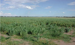 WLRA Landform Nurcong plains