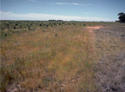 WLRA Landform Perenna undulating sand plains and rises