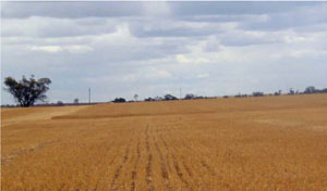 WLRA - soil pit Topcrop 4- landscape