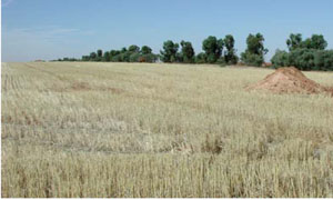 WLRA - soil pit WLRA130- landscape
