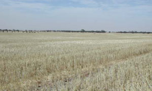 WLRA - soil pit WLRA131- landscape