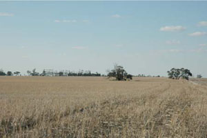 WLRA - soil pit WLRA134- landscape