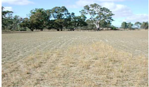 WLRA - soil pit WLRA148- landscape