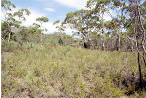 WLRA - soil pit WLRA55- landscape