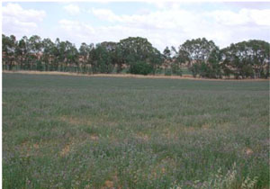 WLRA - soil pit WLRA66- landscape